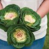 Crane White - (F1) Ornamental Kale Seed