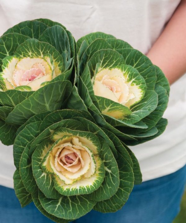 Crane White - (F1) Ornamental Kale Seed