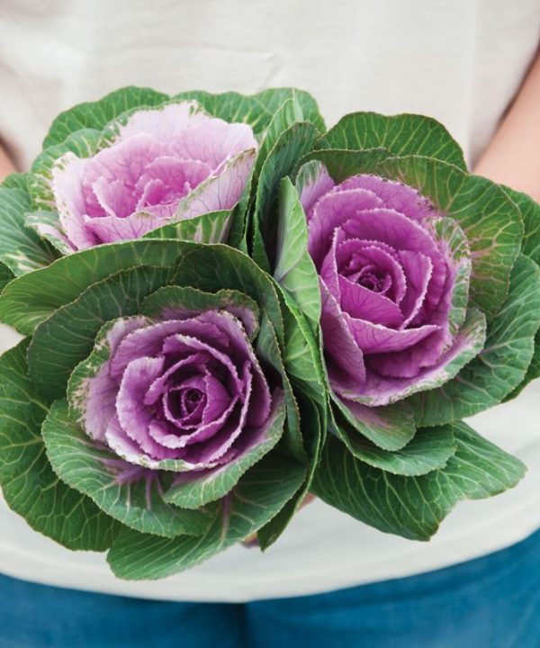 Crane Pink - (F1) Ornamental Kale Seed