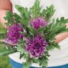 Crane Feather Queen Red - Kale Seed