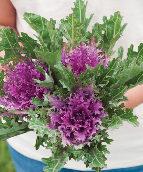 Crane Feather Queen Red - Kale Seed
