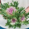 Crane Feather King White - Kale Seed