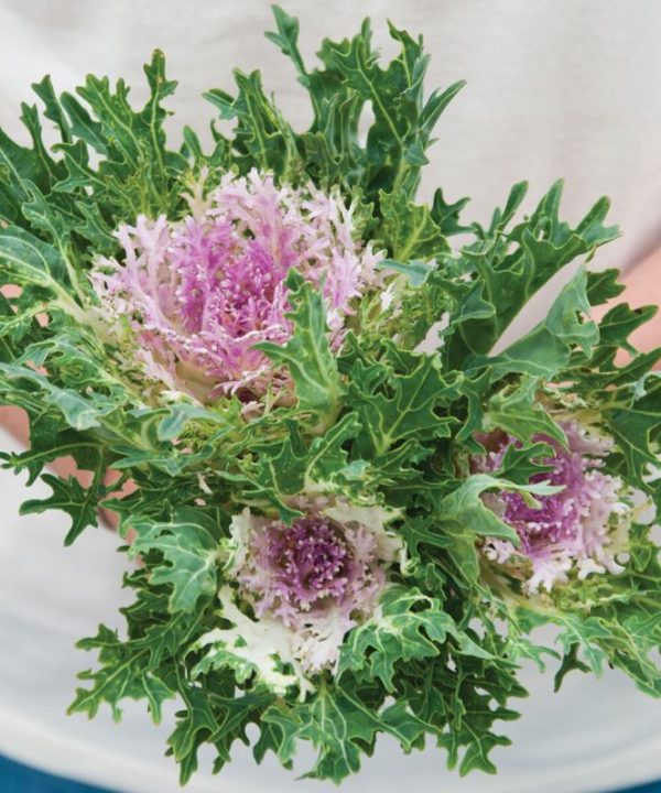Crane Feather King White - Kale Seed