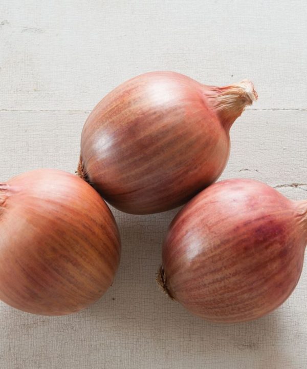 Blush - (F1) Onion Seed