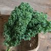 Darkibor - Organic (F1) Kale Seed