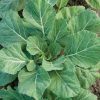 Champion - Collard Seed