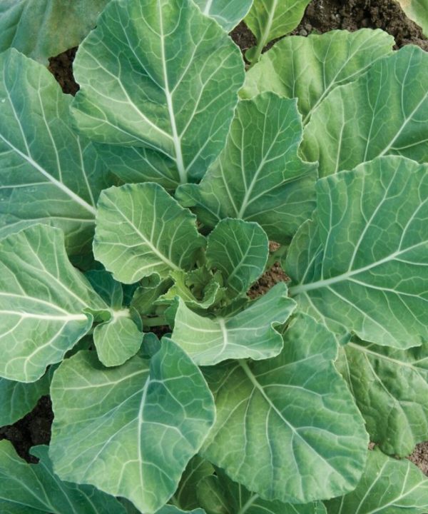 Champion - Collard Seed