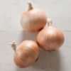 Zoey - Organic (F1) Onion Seed
