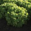 Bergam's Green - Organic Lettuce