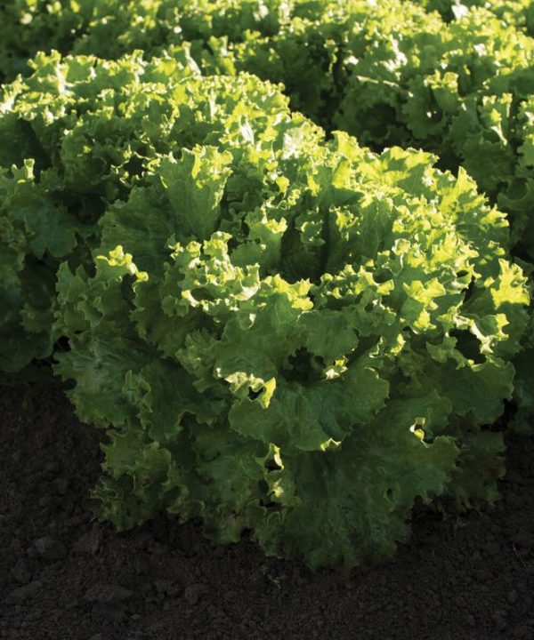 Bergam's Green - Organic Lettuce