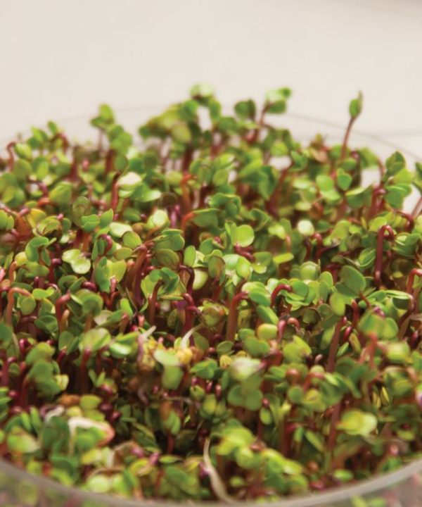 Radish, Triton - Organic Sprouting Seeds