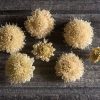 Fata Morgana - Scabiosa Seed
