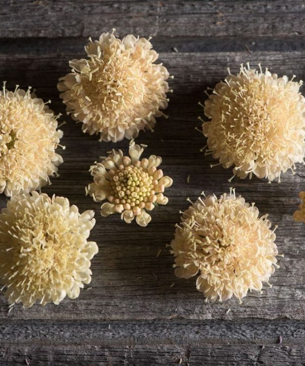 Fata Morgana - Scabiosa Seed