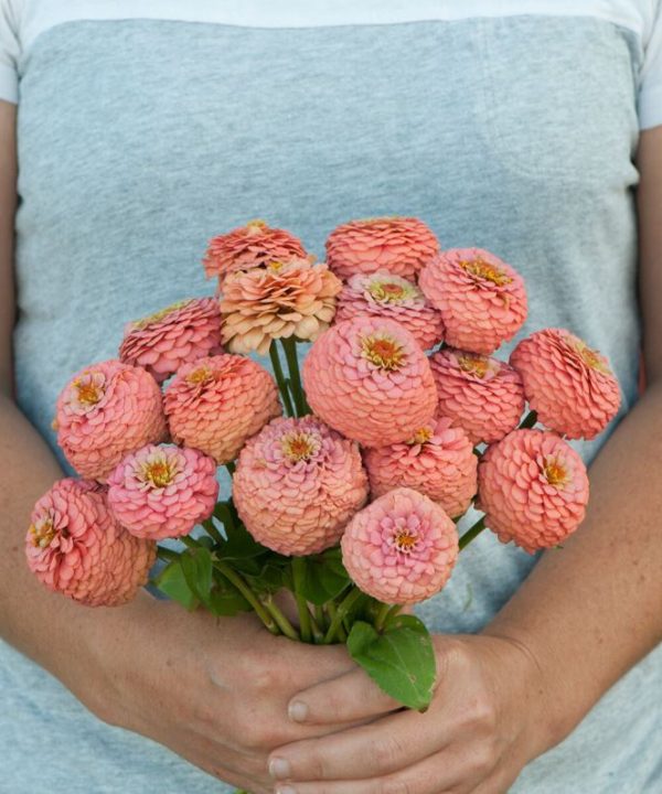 Oklahoma Salmon - Zinnia Seed