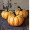 Blaze - (F1) Pumpkin Seed