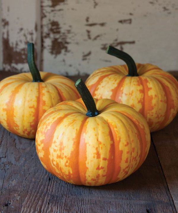 Blaze - (F1) Pumpkin Seed