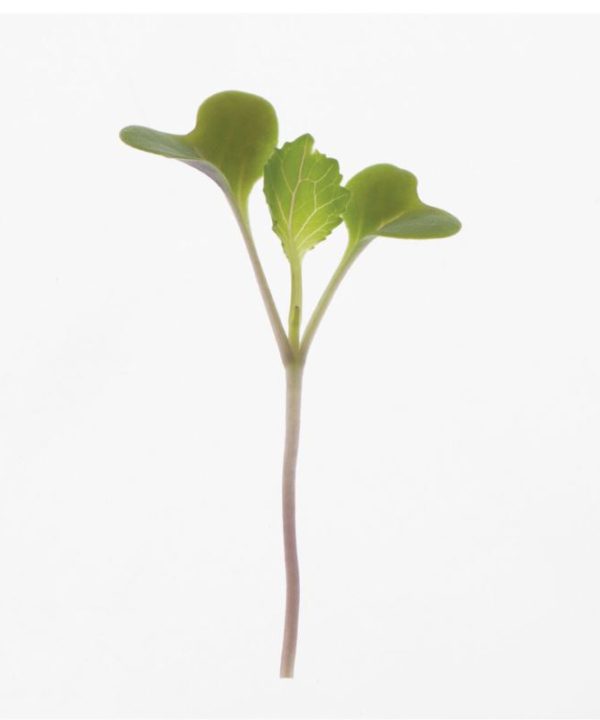 Collard, Champion - Microgreen Seed