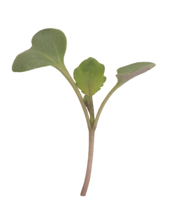 Collard, VATES - Microgreen Seed