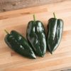 Baron - (F1) Ancho Pepper Seed