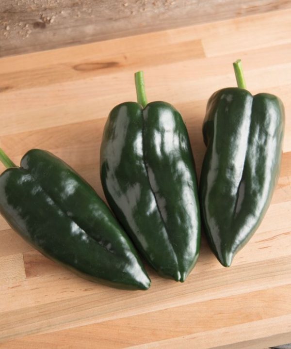 Baron - (F1) Ancho Pepper Seed