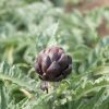Colorado Star - Artichoke Seed