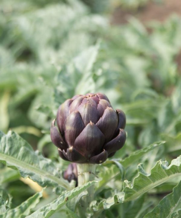 Colorado Star - Artichoke Seed