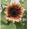 ProCut? Plum - (F1) Sunflower Seed
