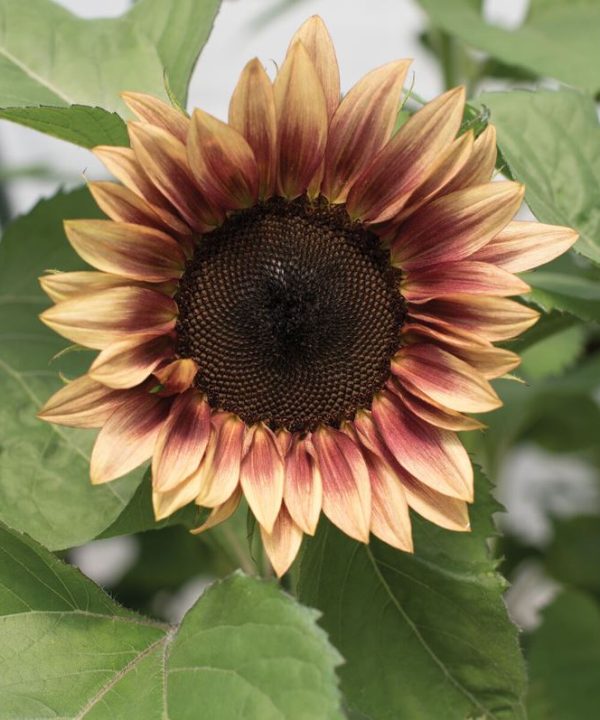 ProCut? Plum - (F1) Sunflower Seed