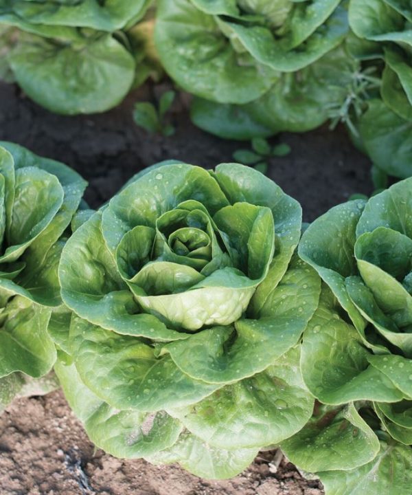 Newham - Organic Lettuce Seed