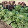 Newham - Organic Lettuce Seed