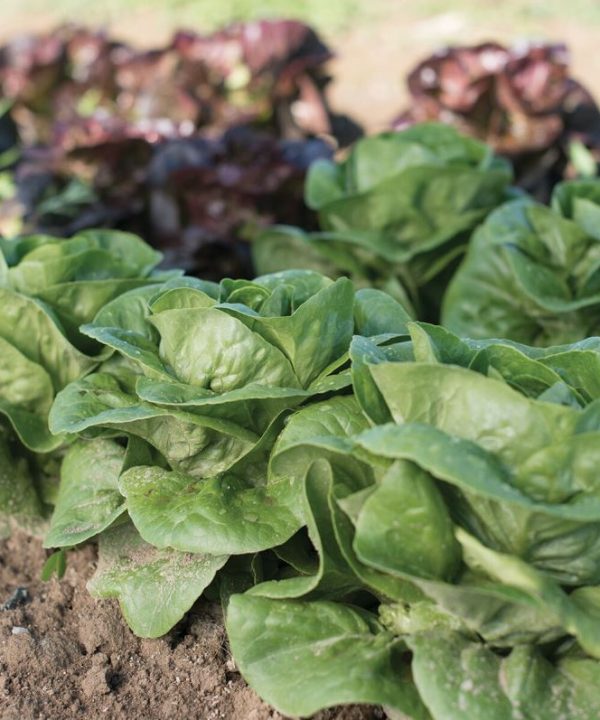 Newham - Organic Lettuce Seed