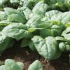 Kolibri - (F1) Spinach Seed