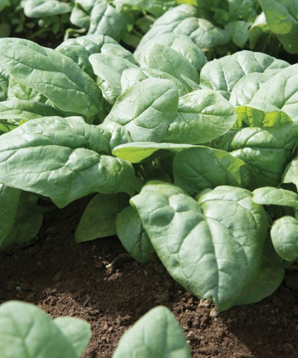 Kolibri - (F1) Spinach Seed