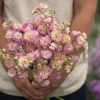 Quartet Rainbow - Stock Seed