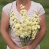 Iron Yellow - Stock Seed