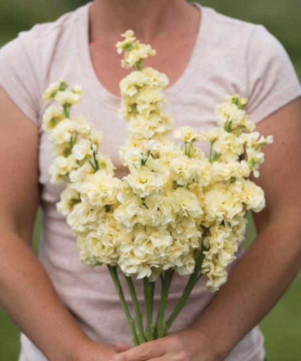 Iron Yellow - Stock Seed