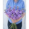 Katz Lavender Blue - Stock Seed