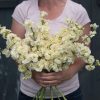 Katz Yellow - Stock Seed