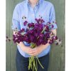 Katz Purple - Stock Seed