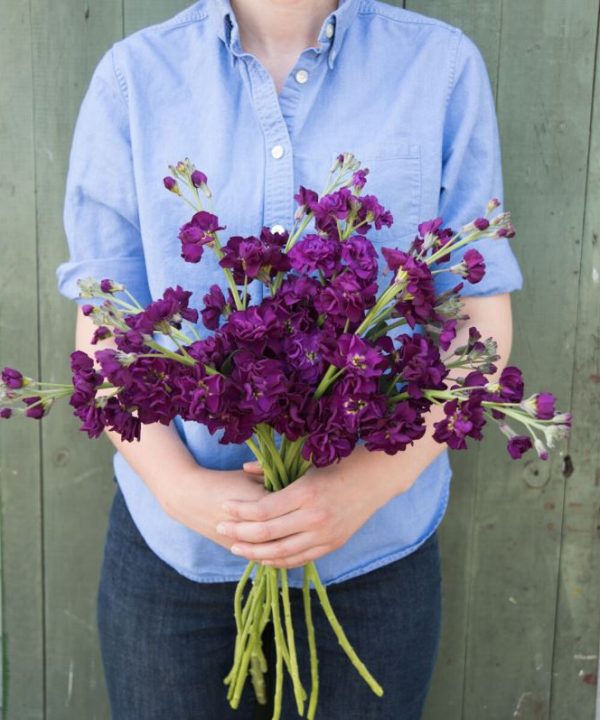 Katz Purple - Stock Seed