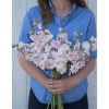 Katz Cherry Blossom - Stock Seed