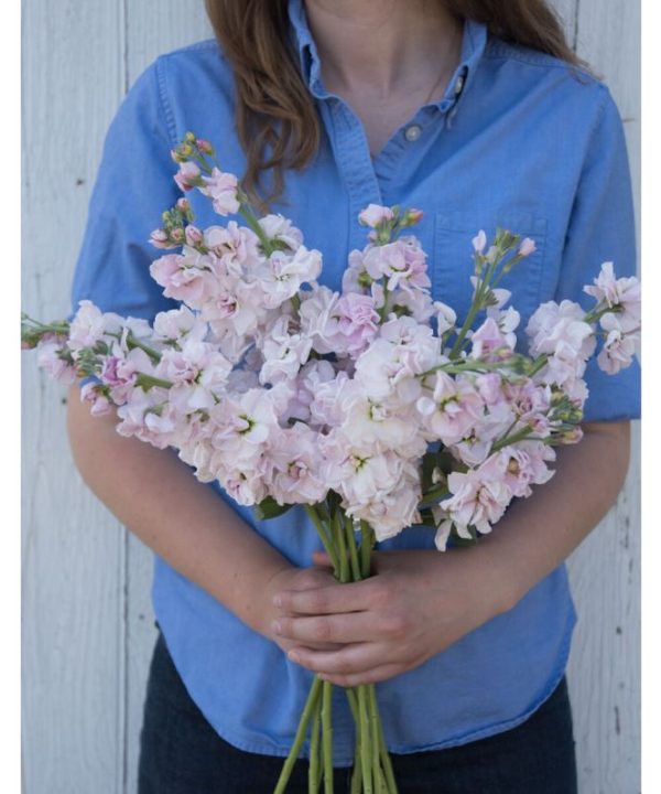 Katz Cherry Blossom - Stock Seed