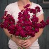 Katz Ruby - Stock Seed