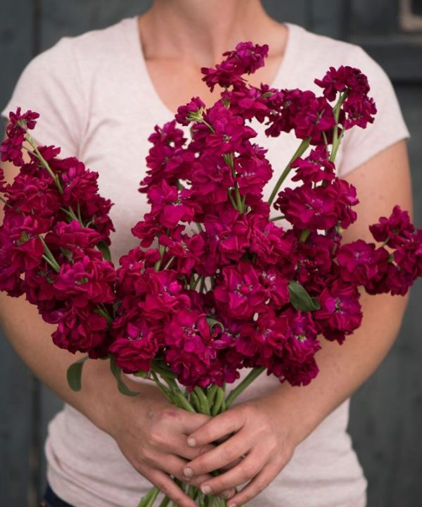 Katz Ruby - Stock Seed