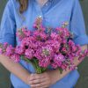 Katz Bright Rose - Stock Seed