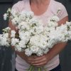 Katz White - Stock Seed