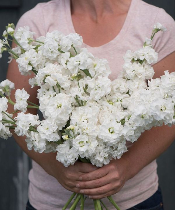 Katz White - Stock Seed
