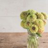 Queen Lime with Blush - Zinnia Seed