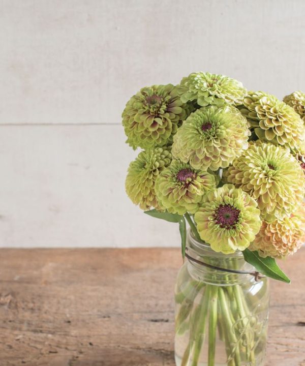 Queen Lime with Blush - Zinnia Seed