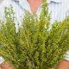 Green Plume - Atriplex Seed